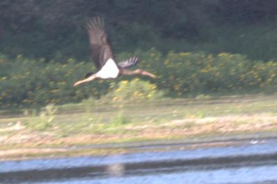 Cigogne noire