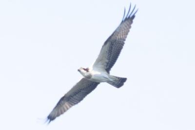 Balbuzard pêcheur