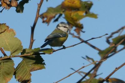 Mésange bleue