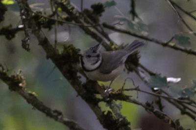 Mésange huppée