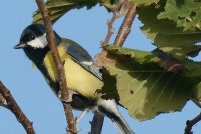 Mésange charbonnière