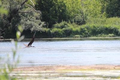 Cigogne noire