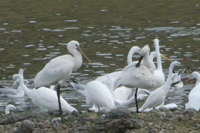 Platalea leucorodia