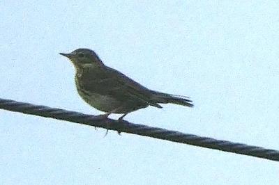 Pipit farlouse