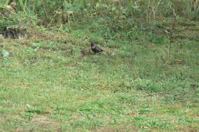 Turdus torquatus