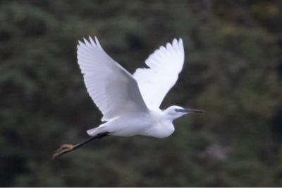 Aigrette garzette
