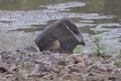 Pipit farlouse