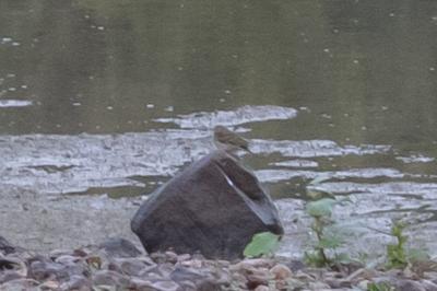 Pipit farlouse