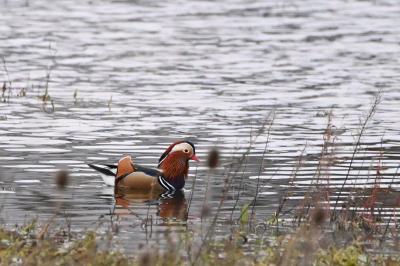 Canard mandarin