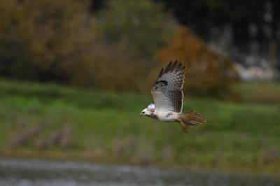 Buse variable