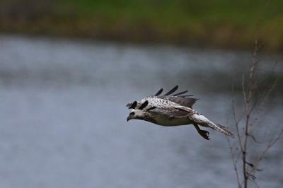 Buse variable