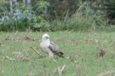 Buse variable