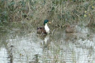 Canard colvert
