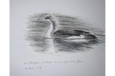 Plongeon arctique