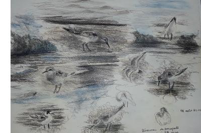 Bécasseau de Bonaparte