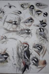 Mésange noire