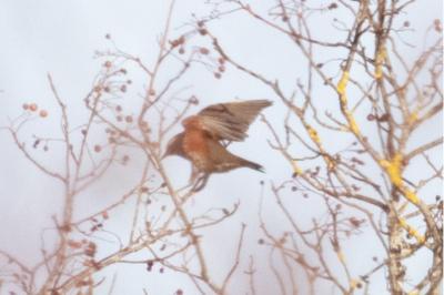 Turdus iliacus
