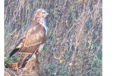 Buse variable