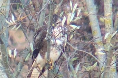 Buse variable