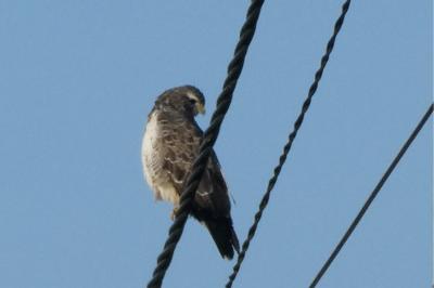 Buse variable