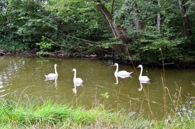 Cygne tuberculé