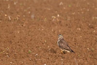 Buse variable