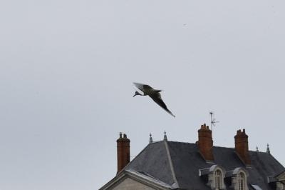 Mouette rieuse