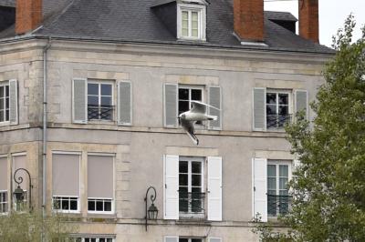 Mouette rieuse