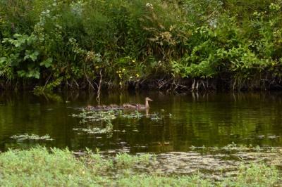 Canard colvert