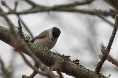 Mésange nonnette