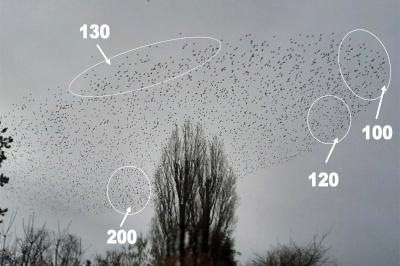 Sturnus vulgaris