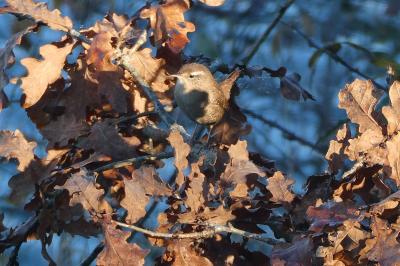 Troglodytes troglodytes