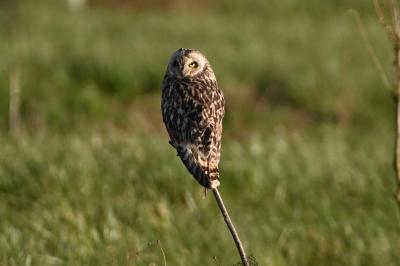Hibou des marais
