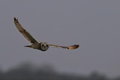 Hibou des marais