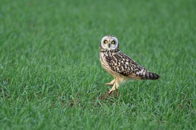 Hibou des marais