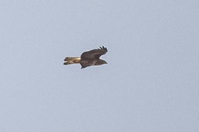 Buse variable