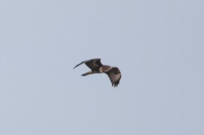Buteo buteo