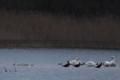 Avocette élégante