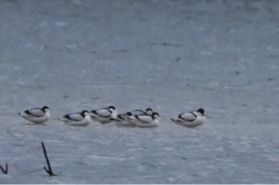 Avocette élégante
