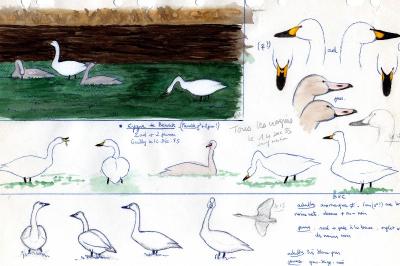 Cygne de Bewick