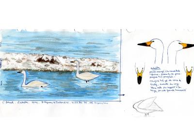 Cygne de Bewick