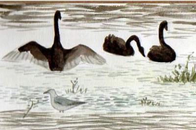 Cygne noir