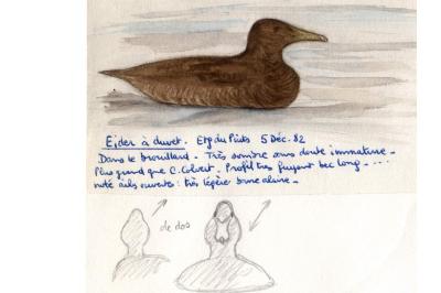 Eider à duvet