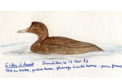 Eider à duvet