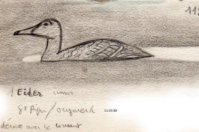 Eider à duvet