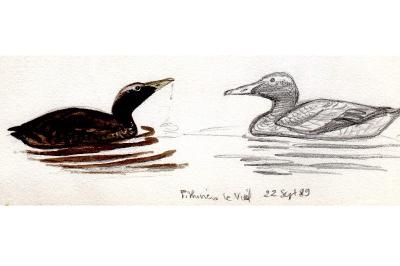 Eider à duvet
