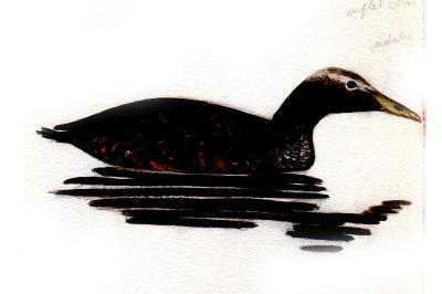 Eider à duvet