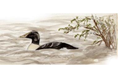 Eider à duvet