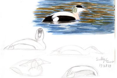 Eider à duvet