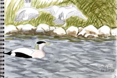 Eider à duvet